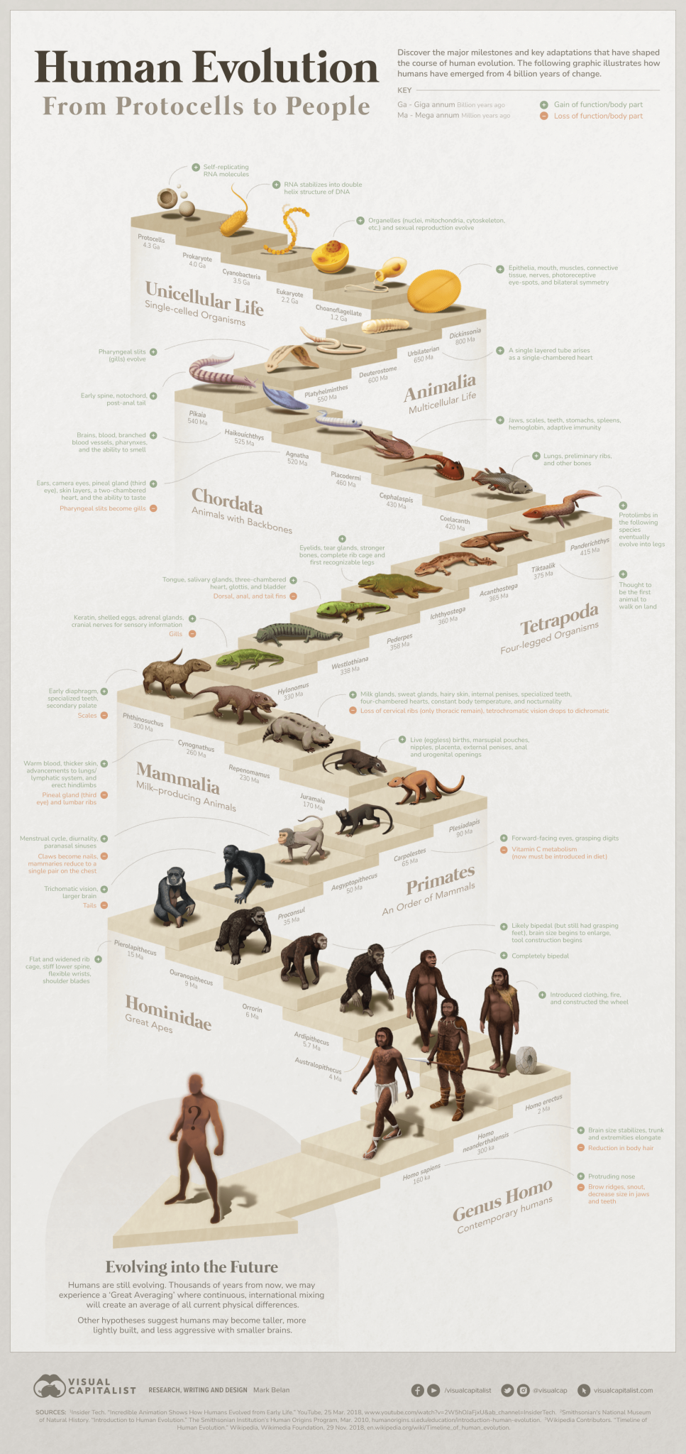 Visualized: The 4 Billion Year Path of Human Evolution - Jambo Africa ...